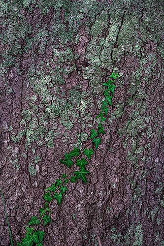 USA-New Jersey-Cape May National Seashore Close-up of vine on tree trunk Art Print